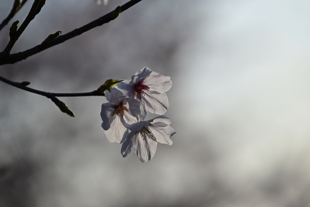 寝起きの桜