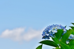 野見金公園の紫陽花 11