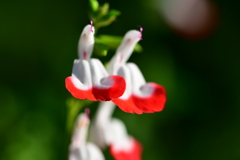 5月の庭 4