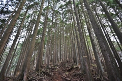 檜の植林地を登る