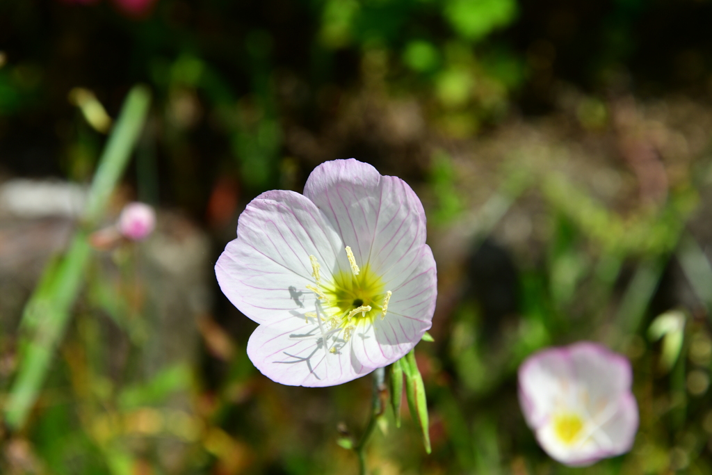 ヒルザキツキミソウ