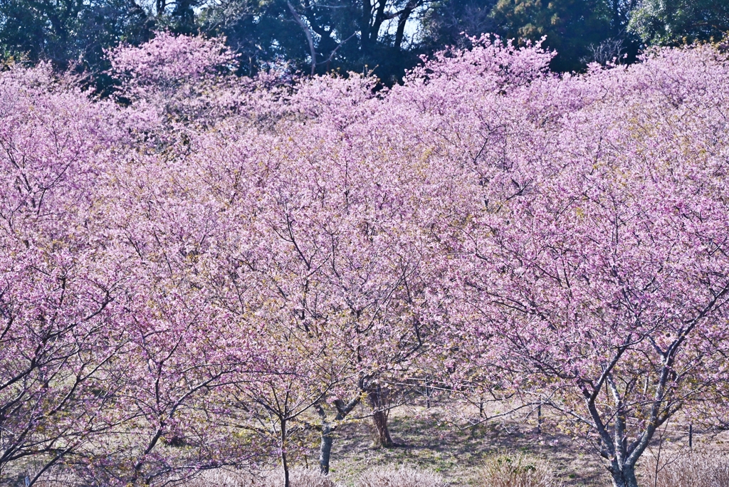公園の河津桜 6