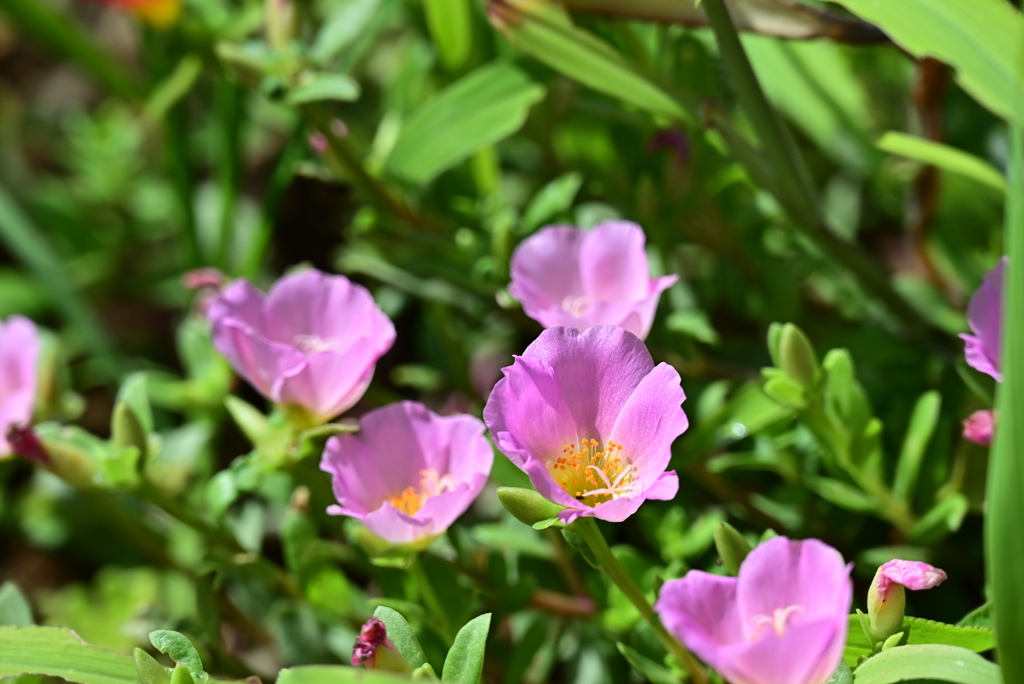 公園の花1