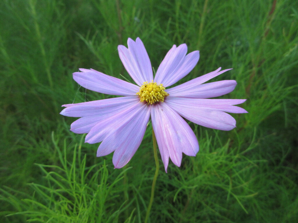 朝散歩6