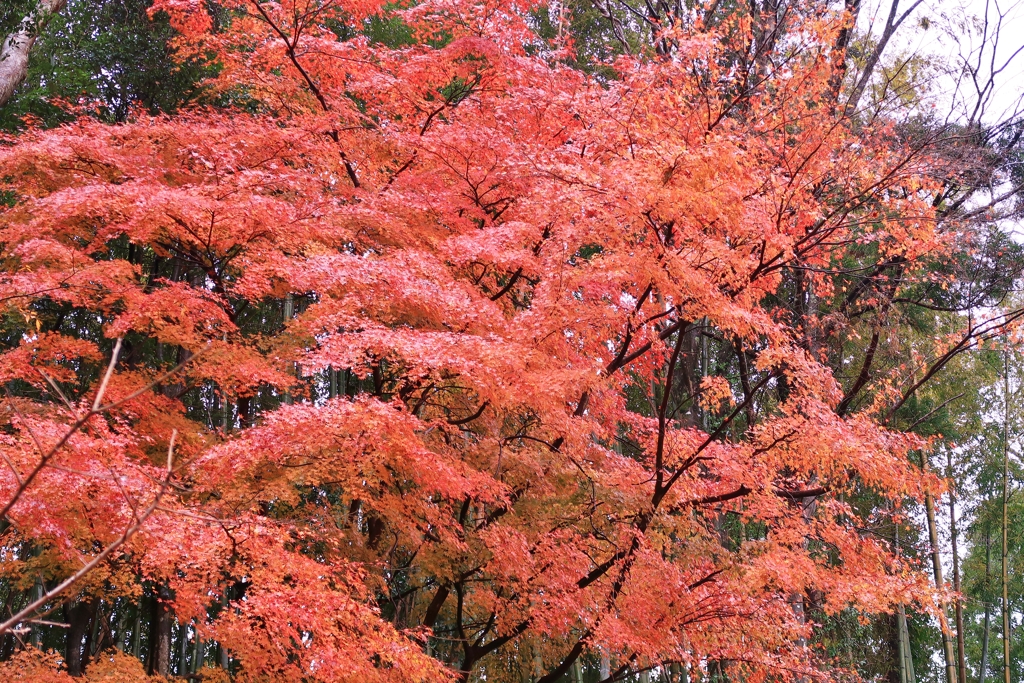 12月の紅葉