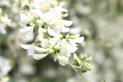 庭の花3