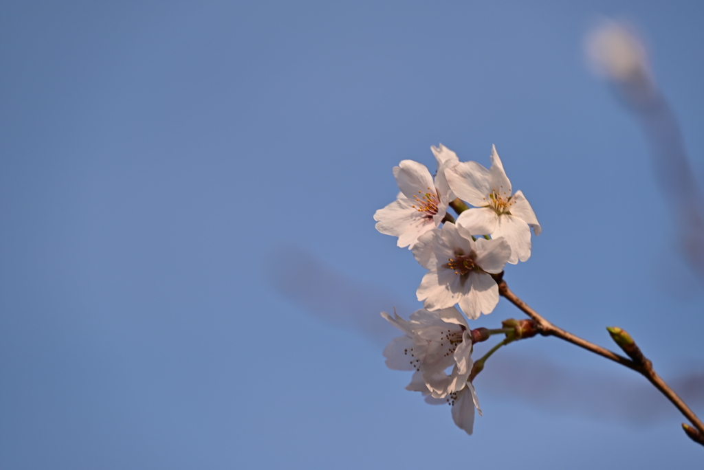 公園の桜2