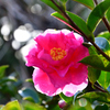 庭の花 25