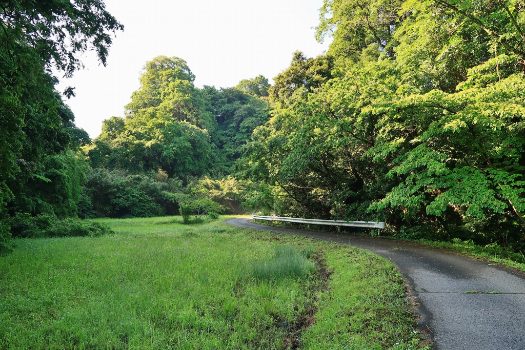 散歩道 110