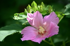 庭の芙蓉 2