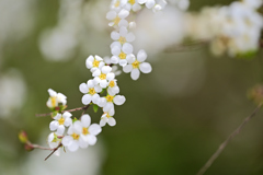 庭のユキヤナギ