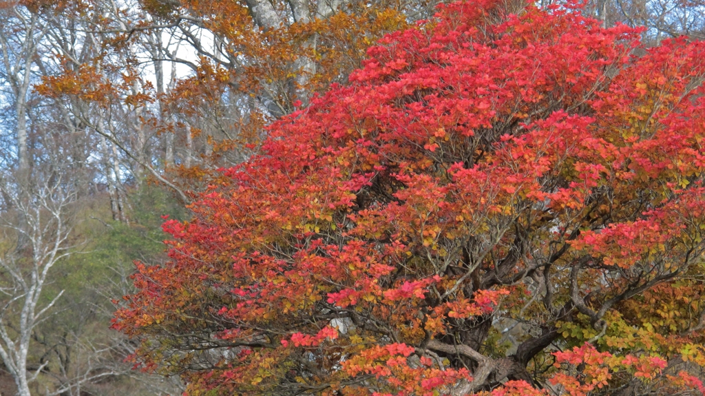 2016 丹沢　檜洞丸 7