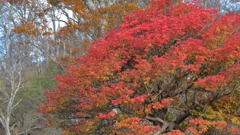 2016 丹沢　檜洞丸 7