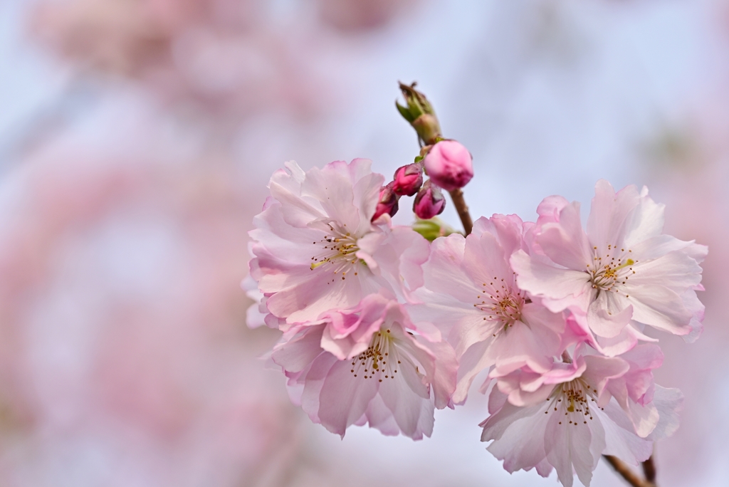 公園の桜 13