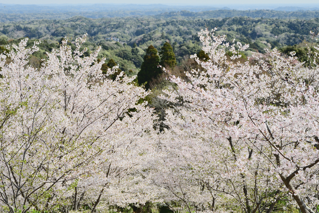 丘の上から