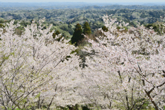丘の上から