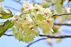 庭の鬱金桜