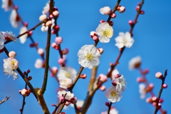 開花進む 白梅