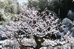 梅にも雪
