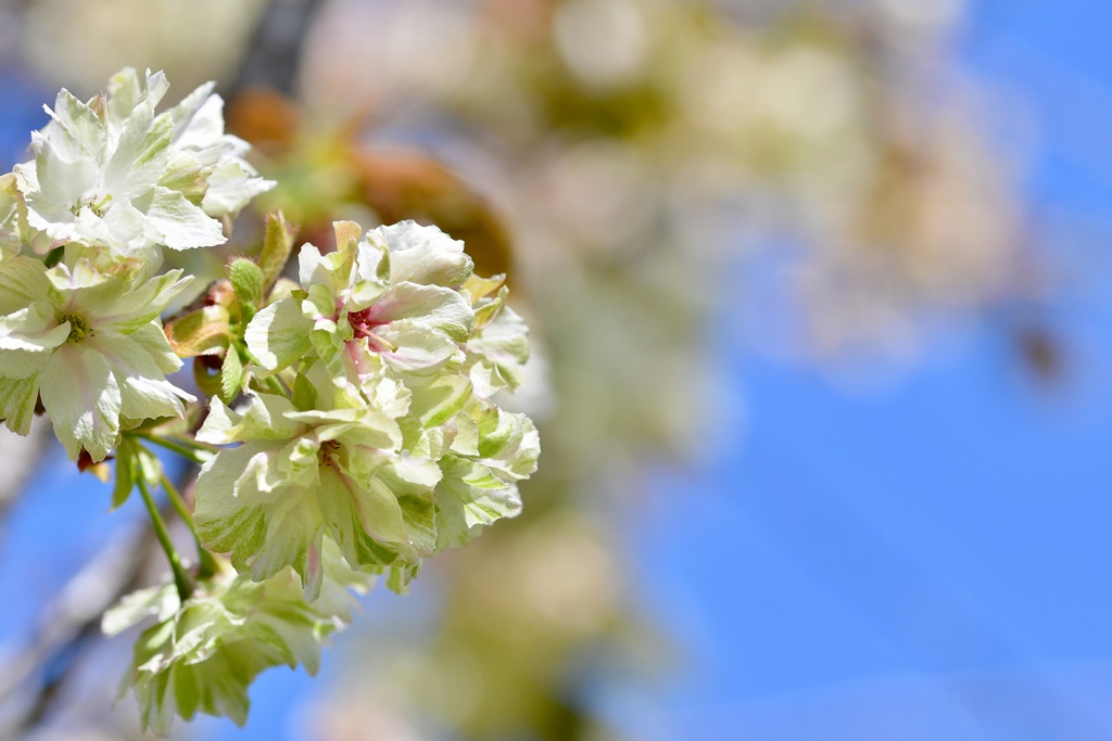 庭の鬱金桜