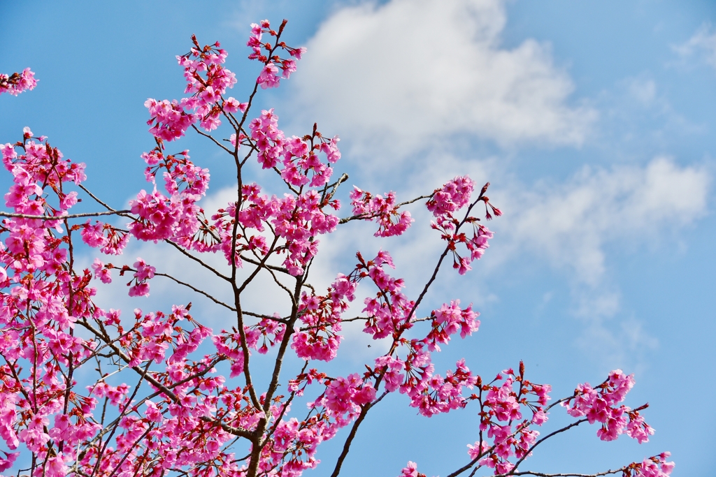 裏庭の桜