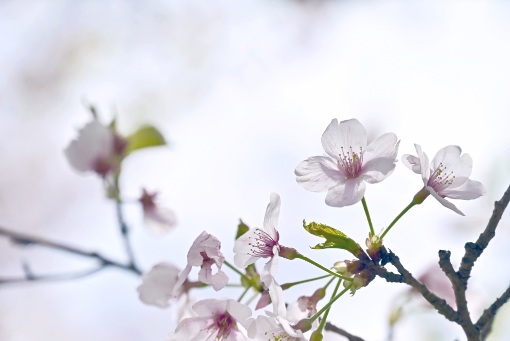 公園の桜 Ⅰ