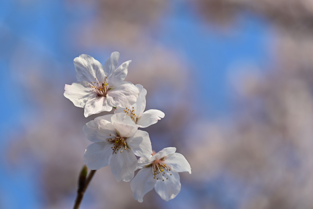 公園の桜 7