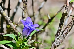 丹沢の花