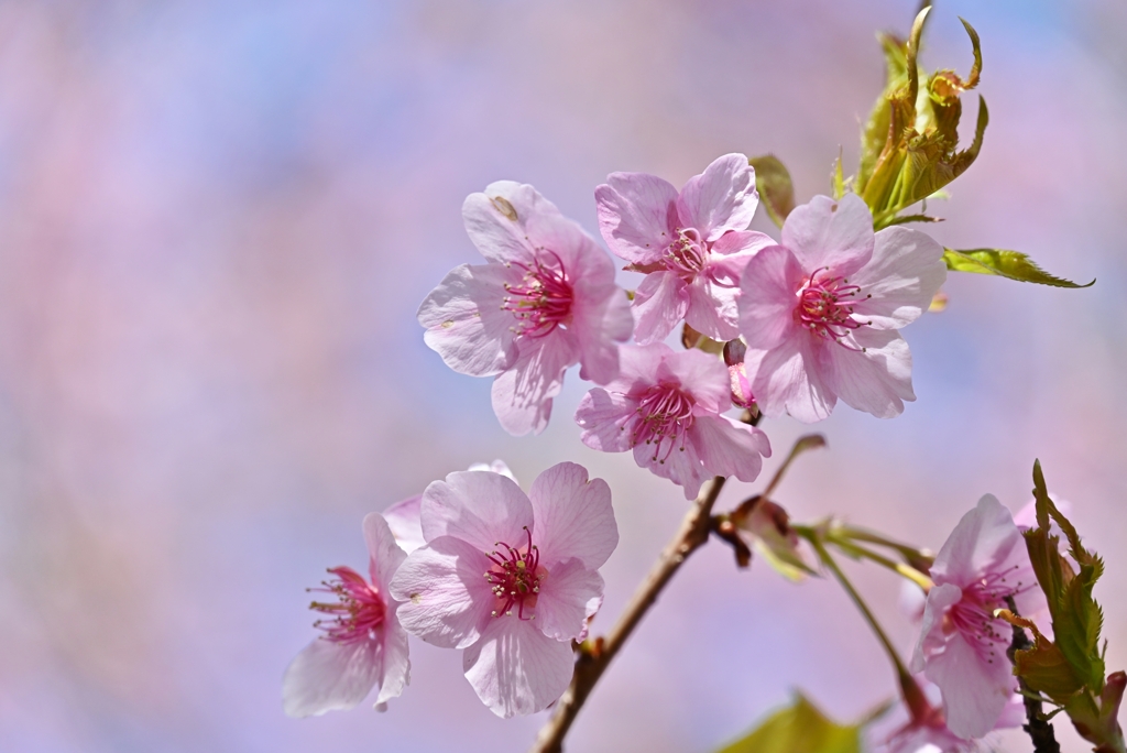 公園の河津桜 4
