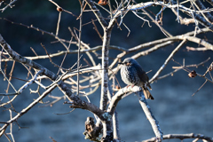 庭の野鳥 1