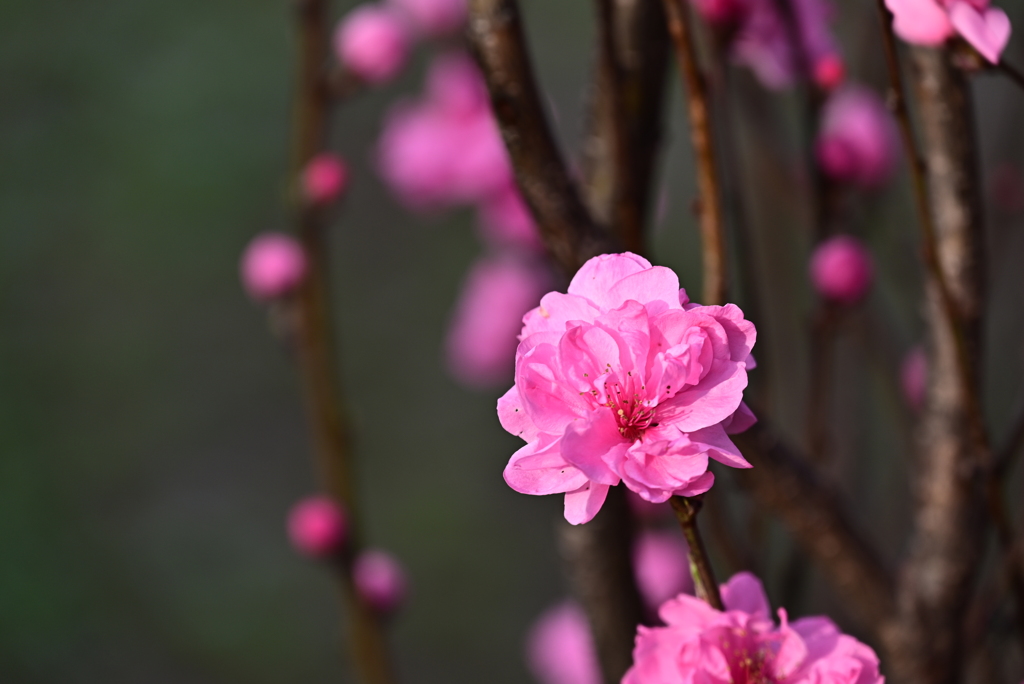 公園の桃の花