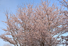 公園の桜 4