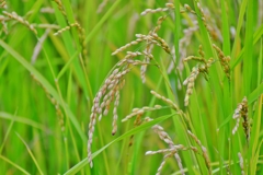 稲孫