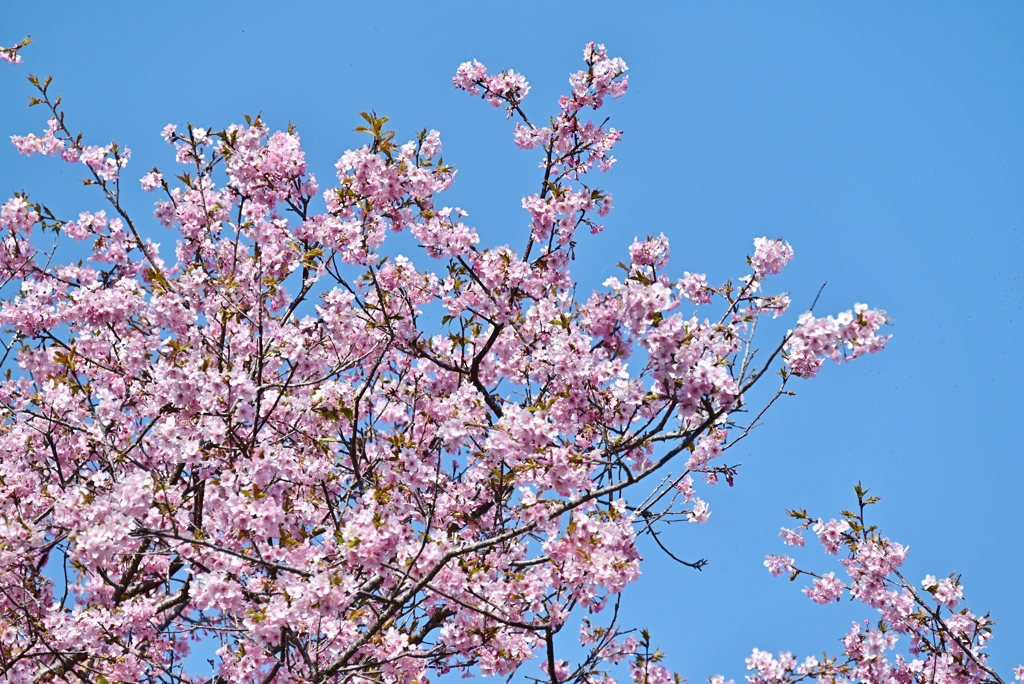 公園の河津桜 5