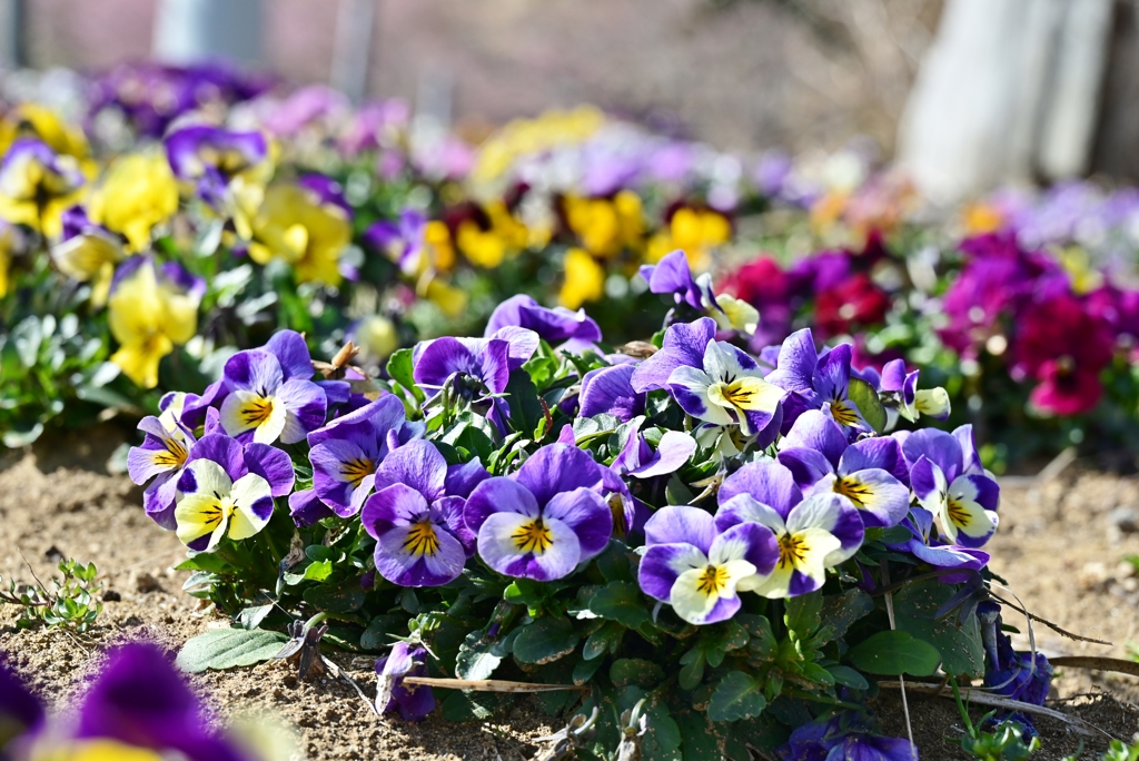 公園の花 10