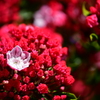 赤い蕾と淡ピンクの花