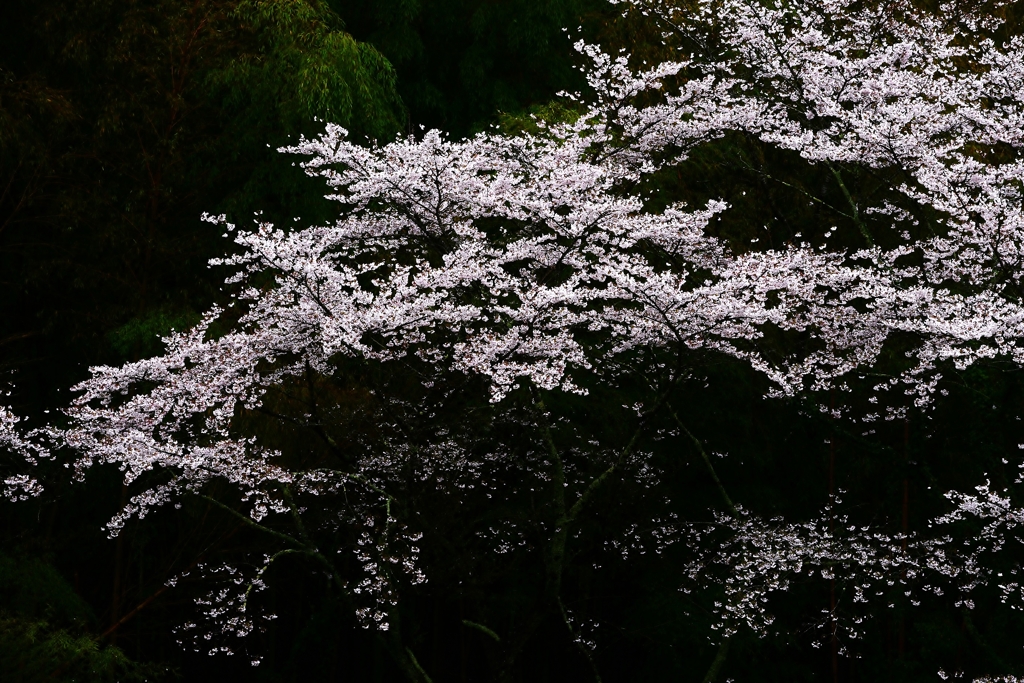 春雨の桜