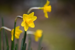 庭のスイセン 4