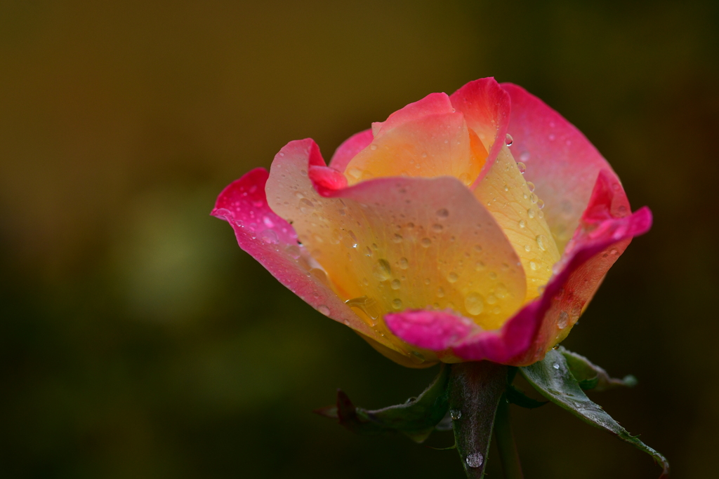 秋薔薇のしずく