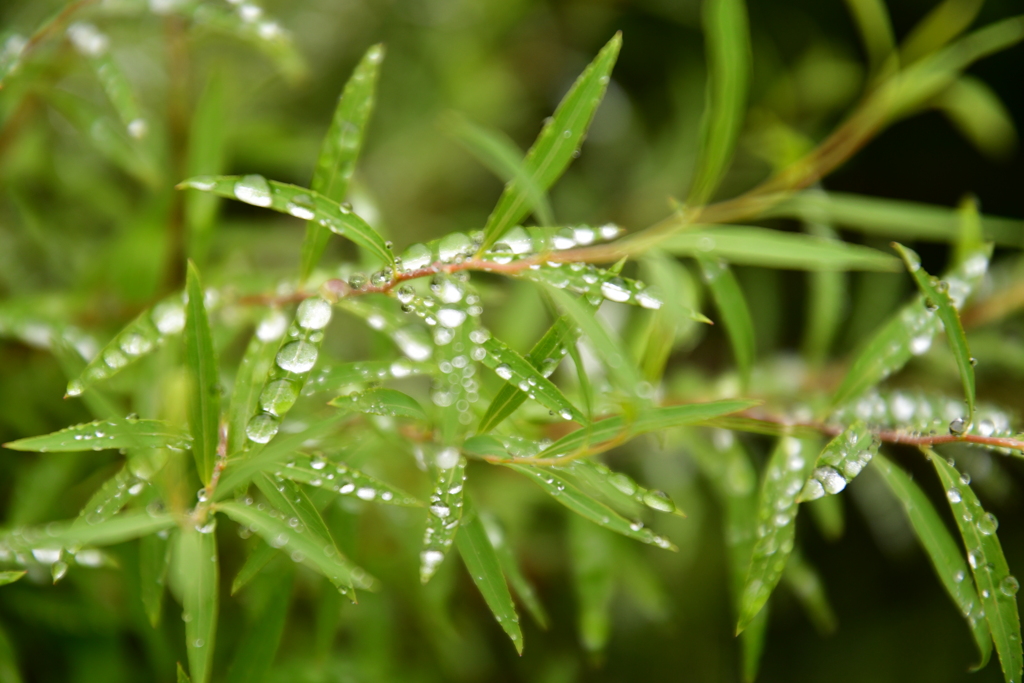 雨上がり