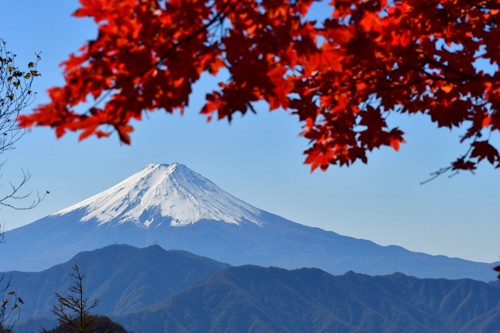 紅葉と富士