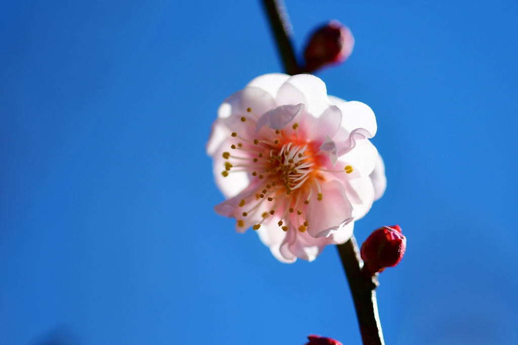 春寒の候