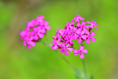 庭の小町草