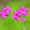 庭の小町草
