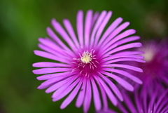花火