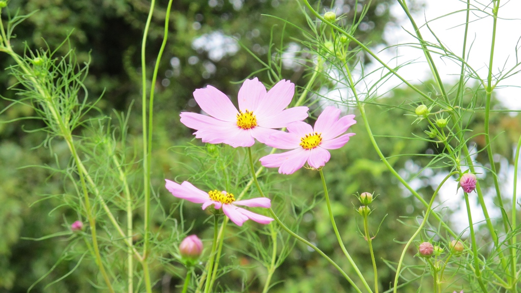 コスモス2018(2)