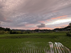 夕散歩