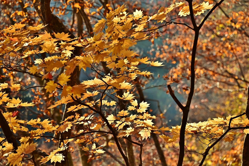 楓の紅葉