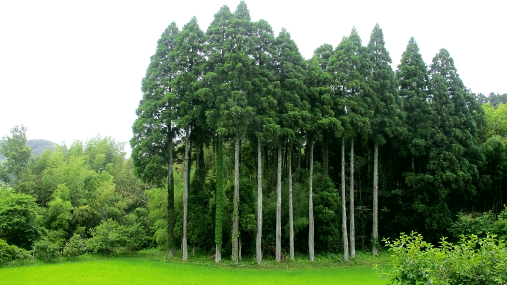 背くらべ