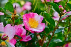 山茶花